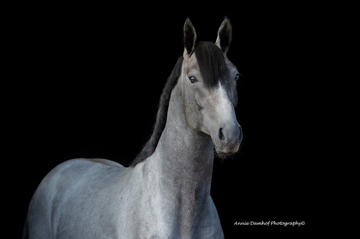 Annie Damhof @Horse and Rider Photography